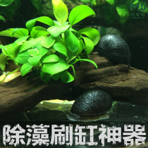  Algae removal sharp tool fish snail black diamond snail army cap snail does not breed and does not eat water grass grass tank good helper