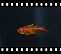  Fire-breathing lamp fish Ai Manda lamp fish Orange sail Dream swordfish Grass tank fish Group swimming fish Tropical fish Ornamental fish