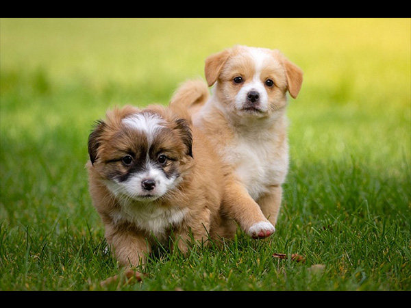 狗狗肉球受傷或生病了 該怎麼處理 淘寶海外