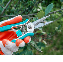 Spring Pleasing Rare Fruit Cut Grape Cut Stainless Steel Custard Fruit Picking Cut Bonsai Flowers Branch Repair Cut Orchard Thinning Fruit Cut