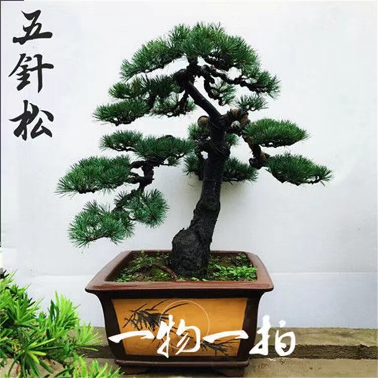 日本五针松- Top 100件日本五针松- 2026年6月更新- 淘宝Taobao｜天猫Tmall