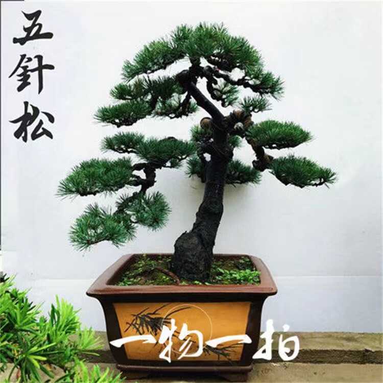 日本五针松- Top 100件日本五针松- 2026年5月更新- 淘宝Taobao｜天猫Tmall