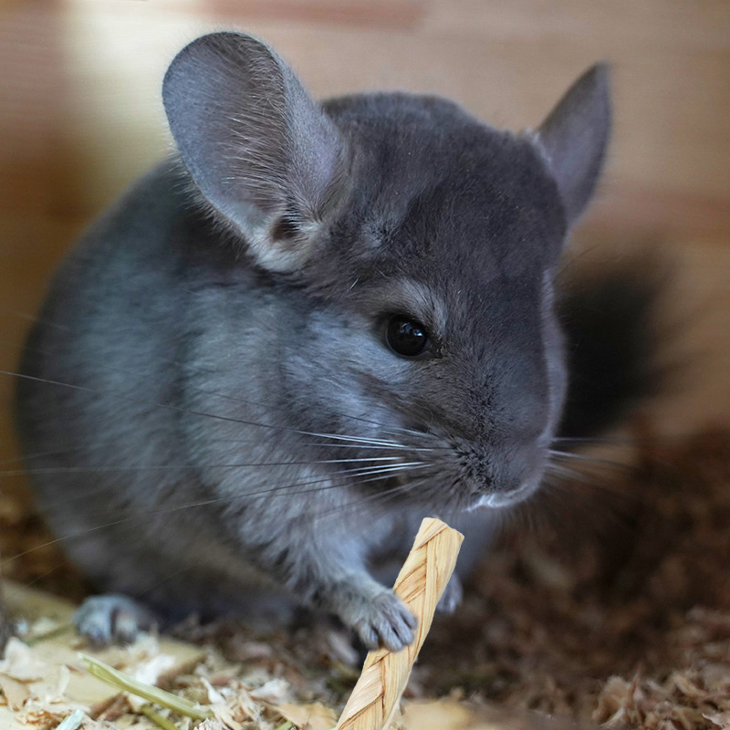 Squeak super fiber supplemented grinding dental fiber rod conditioning poor digestion and poorly adhesive dragon cat