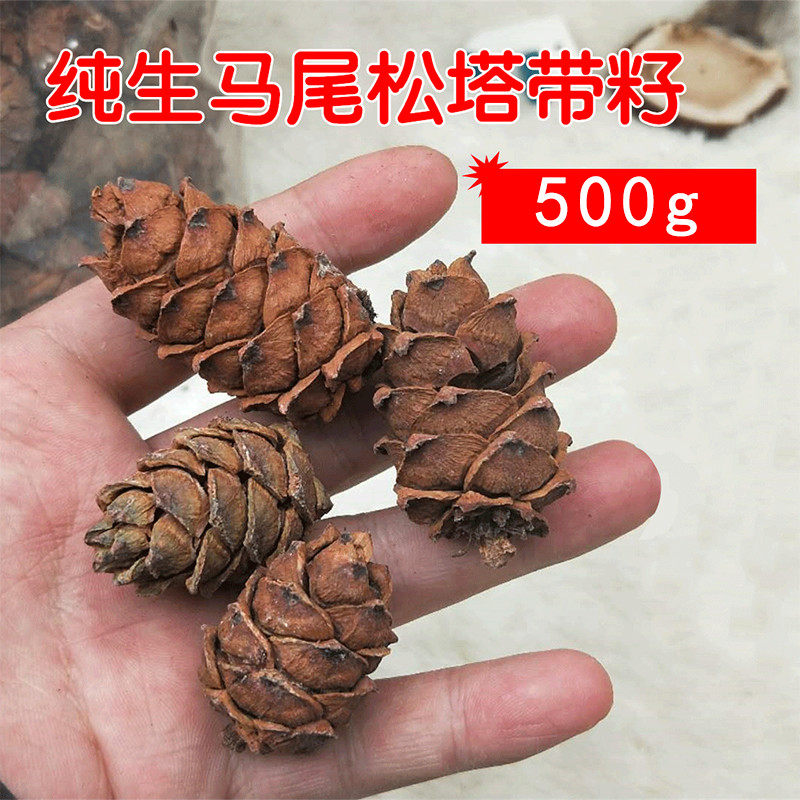 Horsetail Pine Tower Northeast Wild Fresh Tower Fat-squirming Squirrel Pine Squirrel Grain Yellow Mountain Pine Nuts 500G