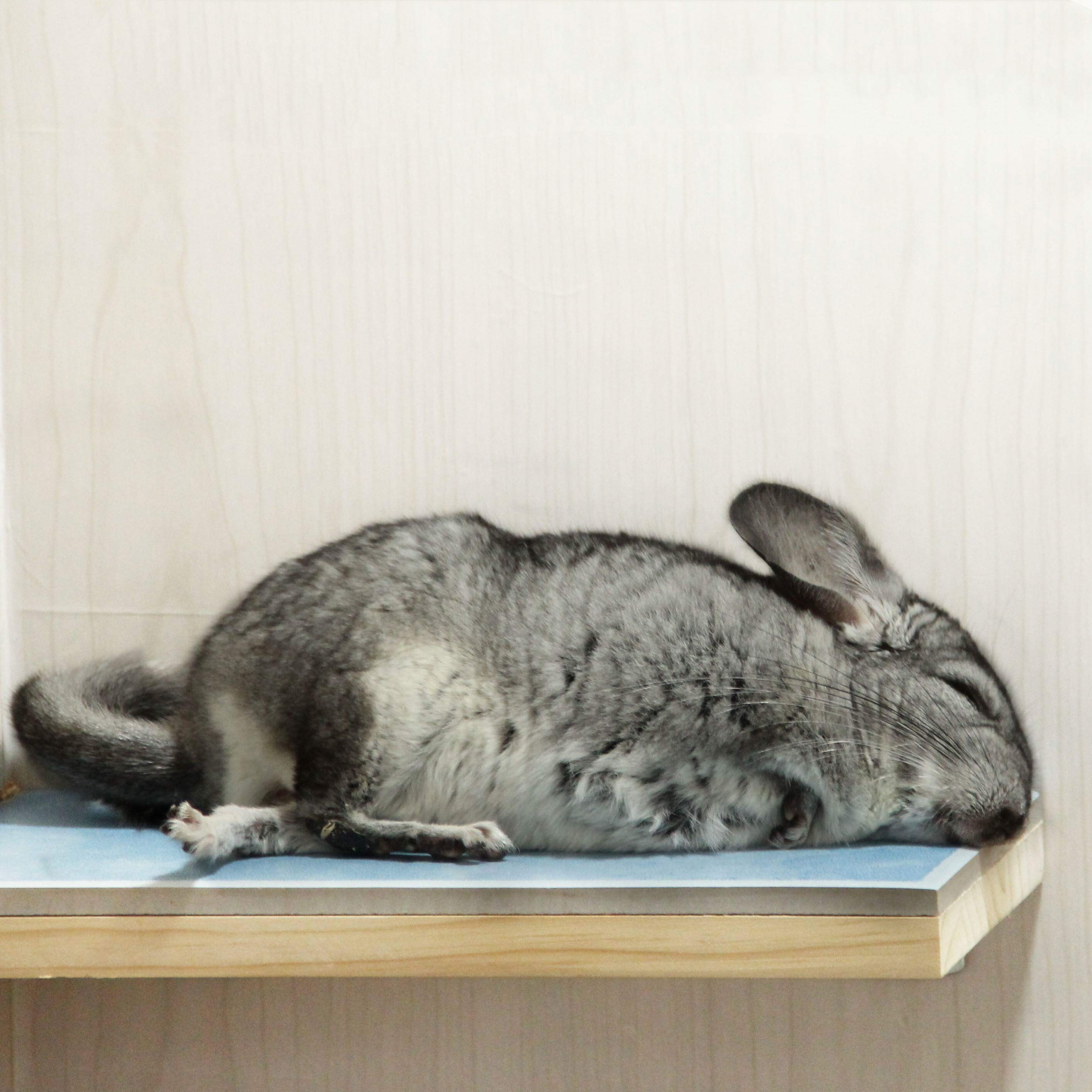 Dragon cat cooling ceramic springboard for dirty and easy to clean and anti-bite rabbit Dutch pig summer solver heat stroke cooling mat springboard
