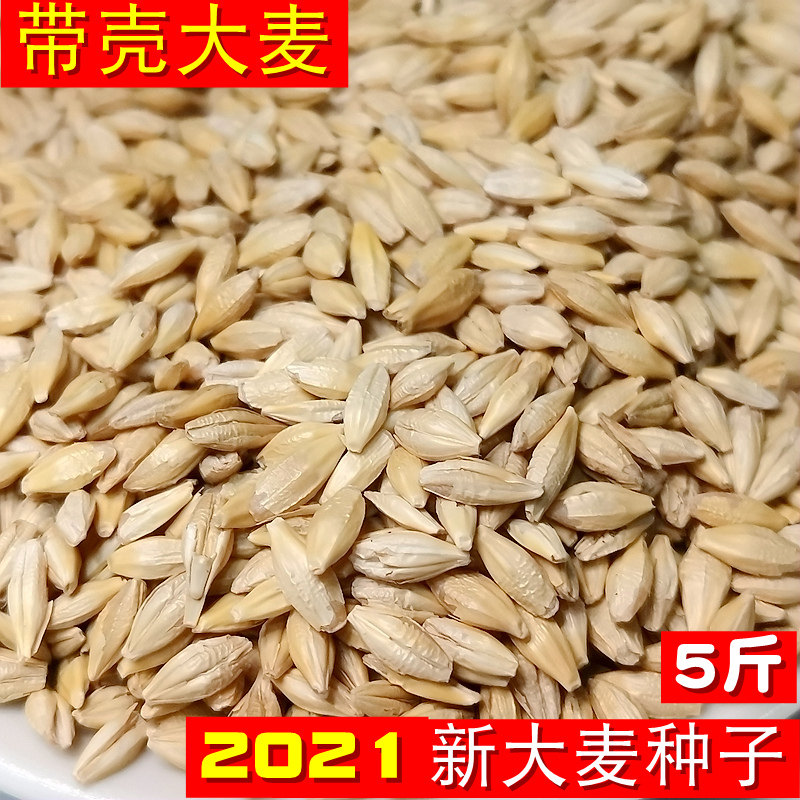 5 catty farmyard New barley grain with shell made maltose wheat tea wheat seed Fat wheat Miao juice seed