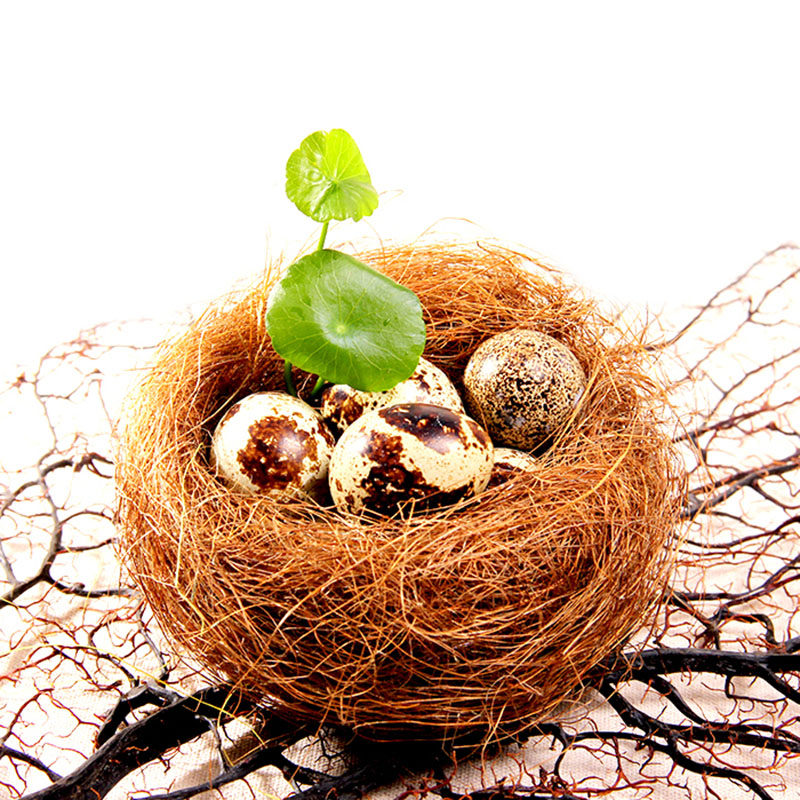 Hotel Chefs Bird Nest Bird Nest Accessories Dish Decorated with Dining Room Tools Great Dong Mood Food ware Creative Cooking