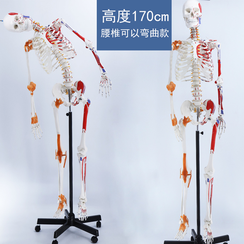 Medical Movable Yoga Spine Skeleton Anatomical Full-Body Model Human Skeleton Model