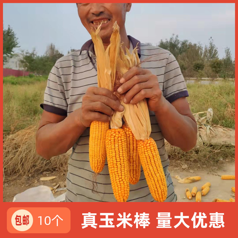 Belt with leather old corn stick with leaf dry brat rice stick farmhouse Lodge Pet Grindle Food Rations active Road-Taobao