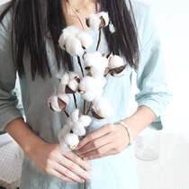 Cotton Dry Flower Creative Art Pendulum Pieces Living-room Decoration Flowers Room Bouquet Pendulum Pieces Small Fresh Cotton Dry Bouquet Bouquet