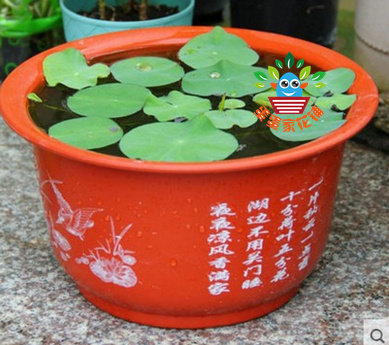 Printed lotus pot, bowl lotus pot, copper money grass water lily hydroponic flower pot, non-porous thickened plastic balcony flower pot