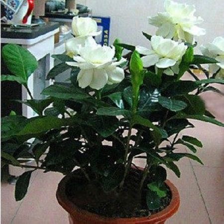 Potted gardenia gardenia potted gardenia seedling leaflet gardenia peony gardenia Aromatic flowers