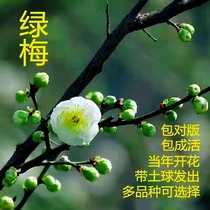 Native green plum old pile with flower buds cold-resistant strong-scented flower balcony living room courtyard potted old pile
