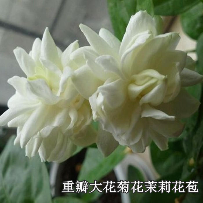 Treasures Great Flower Type Heavy Flap Chrysanthemum Jasmine Red Tiger Head Jasmine Flower Bicolor Jasmine Flower Retals Jasmine Potted Plant