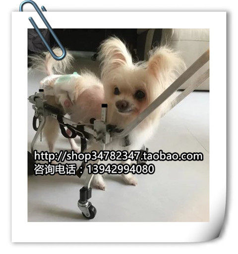 Quadriplegic pet wheelchair adult scooter