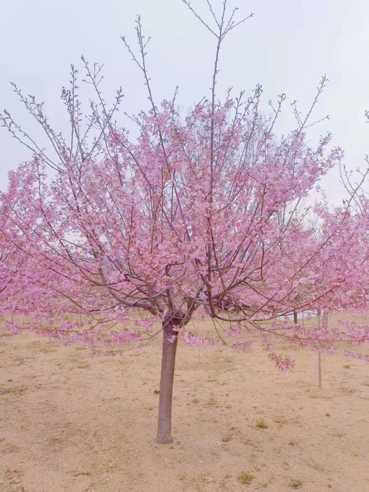 紅粉佳人日本櫻花樹苗庭院地栽四季南北方種植風景樹綠化樹苗