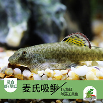 Pipa Scavenger Violin Rock-climbing Loach Maks Loach Primordial spotted Changting Garbage fish Ornamental fish Guizhou Rock-climbing Loach