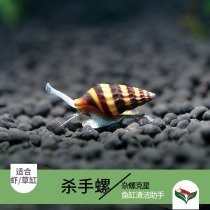 Excellent fish Natural pagoda snail Bumblebee snail Killer snail Grass cylinder miscellaneous snail tool snail Algae snail group of 3 1019