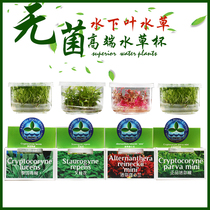 Fish tank aquatic plants live freshwater aquarium landscape aquarium mini pepper grass sterile easy to raise water grass Cup 2017