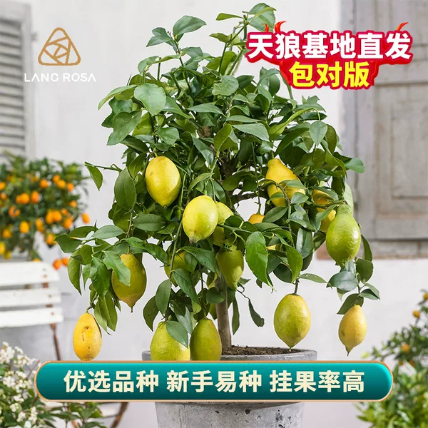 Товары от 天狼月季
