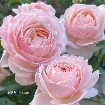 Sirius rose snow mei niang self-bred multi-season large-flowered hybrid tea-scented rose is a good potted seedling for home gardening and courtyards.
