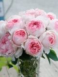 Sirius Rose Rose Rose 2,5 литра крупно -масштабной большой масштабной пчелы 4 и другой террасы внутреннего двора