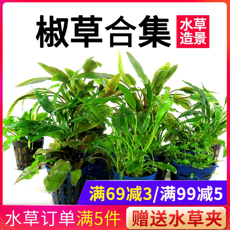 Pepper grass living real water grass Pepper Banyan green Wendy pepper Red pepper Green pepper Coffee pepper Fish tank decorative landscaping can be tied to heavy wood