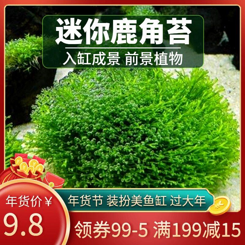 Landscaped Living Mini Antler Moss Fish Shrimp Tank Decorative Moss Mosses Negative Freshwater Active Antler Moss
