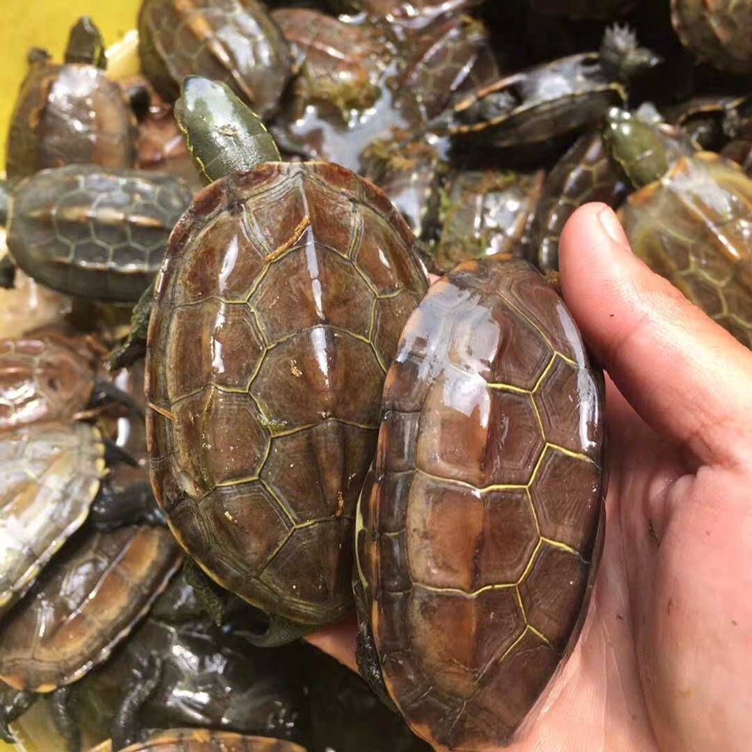 人工合法养殖皖南三黄小龟:直播选龟,让你轻松拥有宠物界的萌宠新星!-特种养殖类水族宠物-淘宝好物网