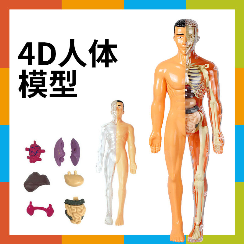 揭秘人体奥秘！可拆卸4D人体结构模型，让你轻松成为小小解剖学家