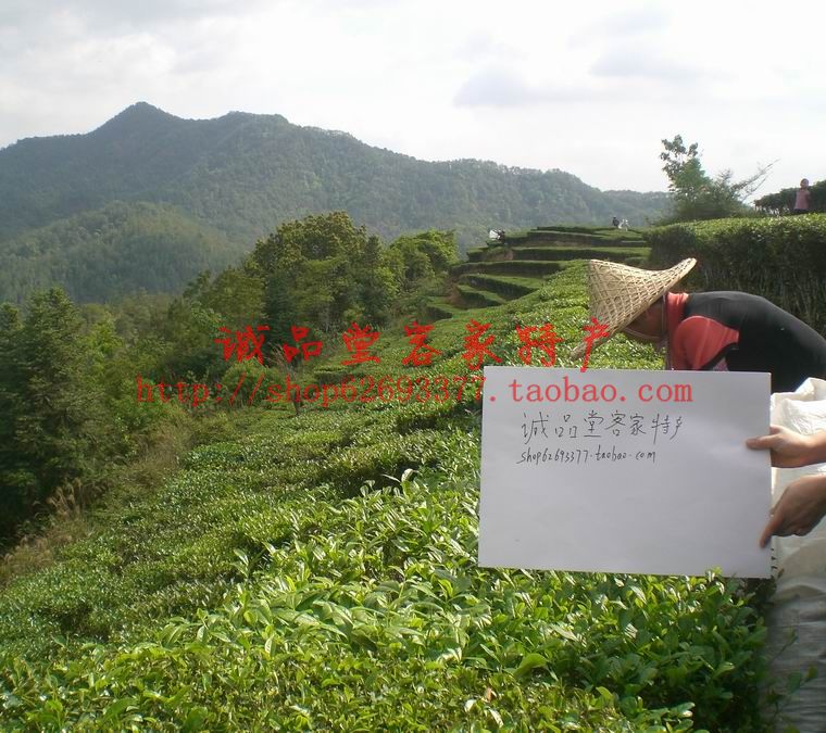 Huang pit tea green tea banana ridge bulk new tea fry pig peddling tea Guangdong Meizhou guest specialty products 500g