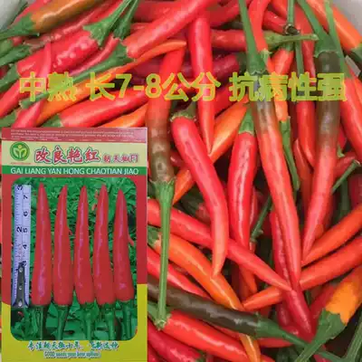 Thailand imported improved Red ChaoTianjiao seeds 5 grams of single millet pepper seeds high yield and stable yield