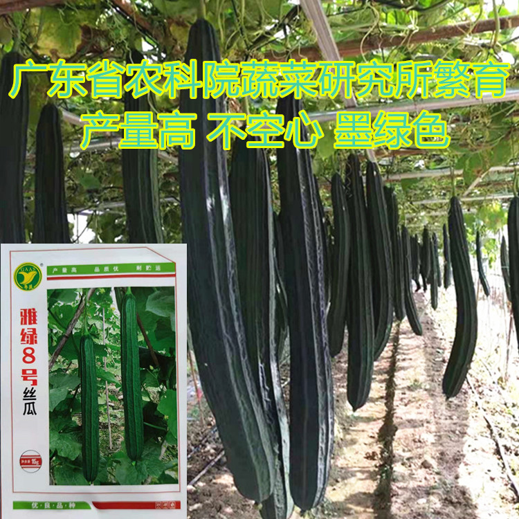 Cantonese-vegetables Yalu 8 Number of silk melon (15 gr) The Guangdong Provincial Academy of Agricultural Sciences in Guangdong Province has the seed of silk melon in spring and autumn