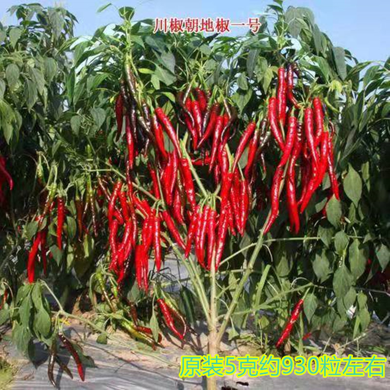 Base plant special pepper varieties to the pepper seed of the land, 5 grams high - yield high - quality anti - disease varieties