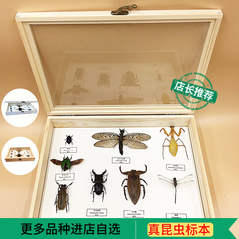 Butterfly language Insect butterfly specimen Log three-dimensional frame Tianniu beetle cicada specimen Student popular science textbook exhibition
