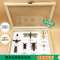 Butterfly insect butterfly specimen log stereo frame Tianniu beetle cicada specimen student science textbook exhibition