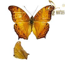 Butterfly Nymphalidae standard this Vindula erota text Nymphalidae true butterfly specimens