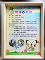 Butterfly language (imported) insect interesting exhibits insect specimen exhibition butterfly exhibition insect story popular science education