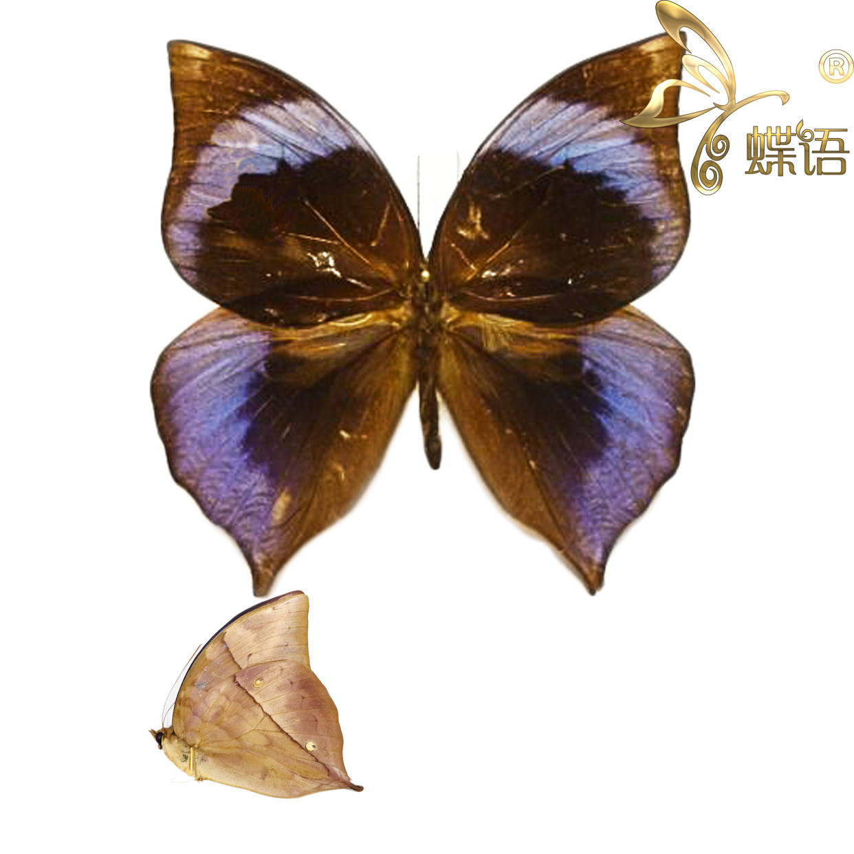 The butterfly language True butterfly specimens Zeuxidia doubledayi doubledayi dolby pointed butterfly wings ring