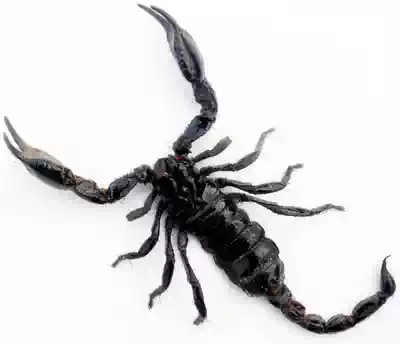 Butterfly language rain forest scorpion specimen black scorpion arachnid specimen science education cognition