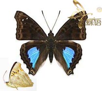 The Doxocopa cyane Blue Spotted Wing butterfly (canine wing butterfly)