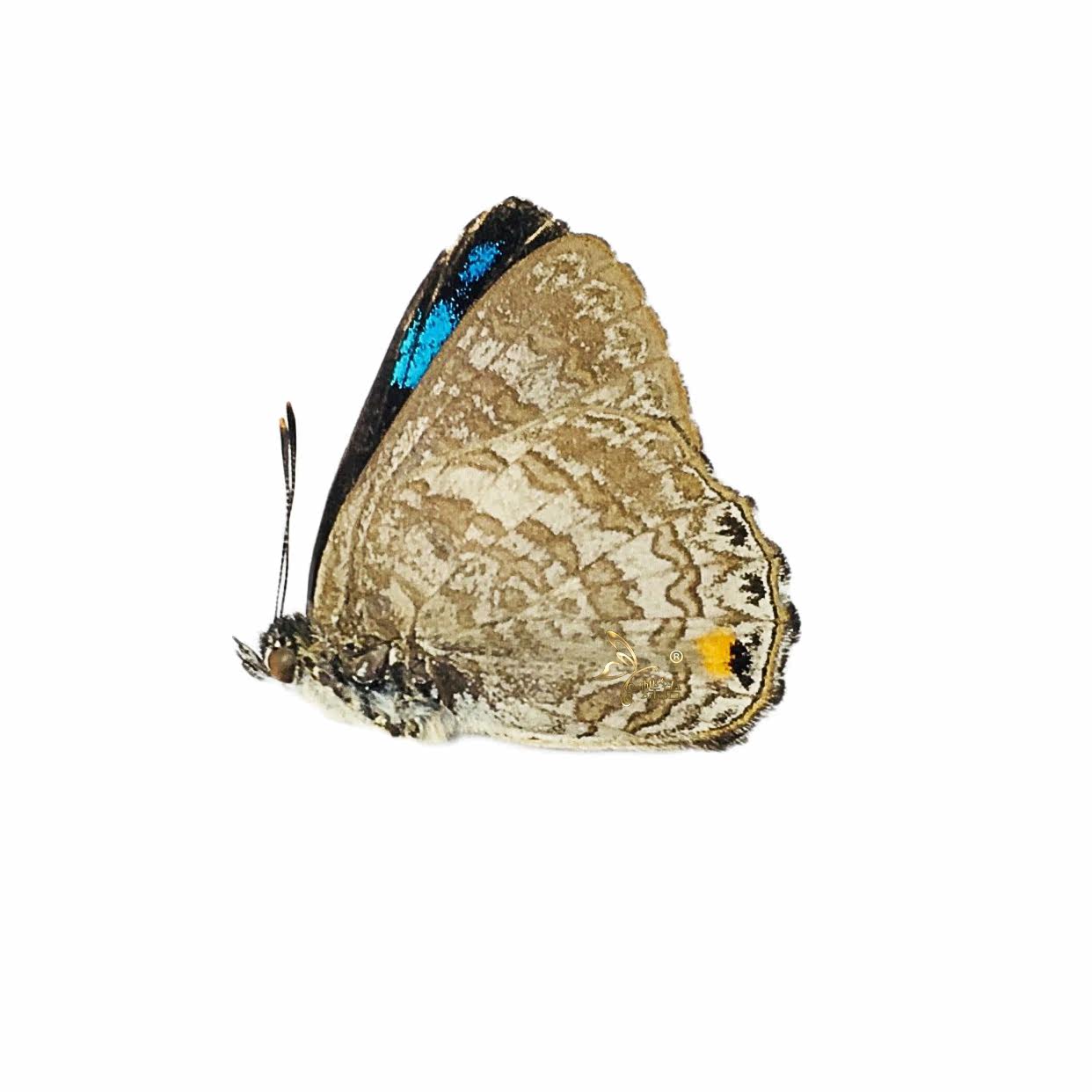 Poritia erycinoides is a species of true butterfly in the family Poritia erycinoides