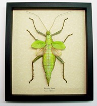 The true specimen of the butterfly language insect flat stick insect Heteropteryx dilatata the worlds heavy stick insect