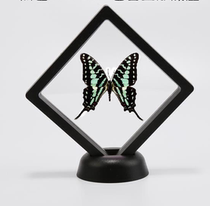 Butterfly language: African green butterfly (Central African Republic) imported butterfly specimen DIY decoration material gift