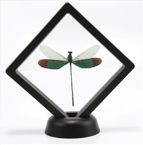 die yu: color cong Odonata domestic insect science education pests children gift