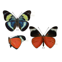 die yu jia die specimens Panacea prola torch jia die really butterfly specimens