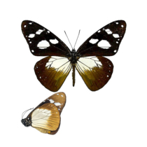 The Amauris of the butterfly specimen of the damocles Dharma window spot butterfly specimen