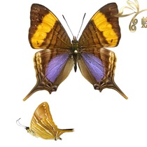 Butterfly Nymphalidae Specimens Marpesia corinna Oblique Butterfly Specimens