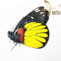 Butterfly Pieridas chritoe true butterfly specimens