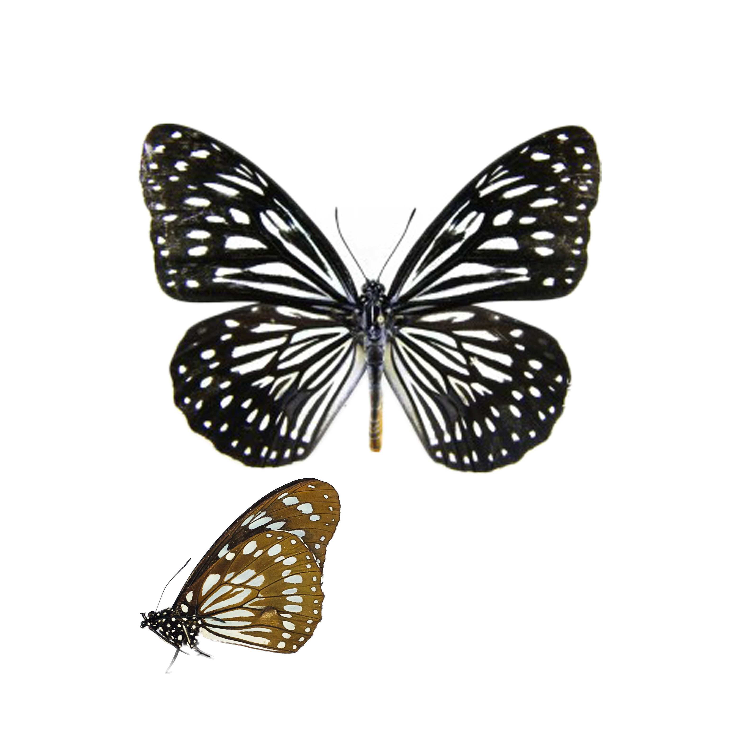 Tirumala Petiverana is a true butterfly